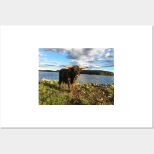 Scottish Highland Cattle Bull 1789 Posters and Art